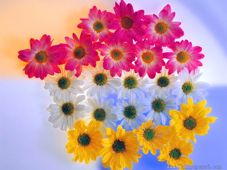 Daisy trio - white, pink, daisies, yellow, colors, blue