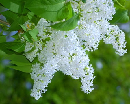 Lilac branch - white, lilacs, fragrant, green, leaves, tree