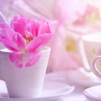 Cup of pink