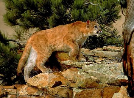 Quietly Does It - puma, stalking, young, mountain lion, wild, tree, rocks