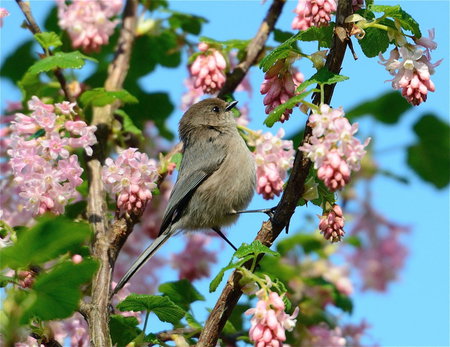 Patiently Waiting - pretty, bird, blue, blossom, pink, leaves, tree, sparrow, sky