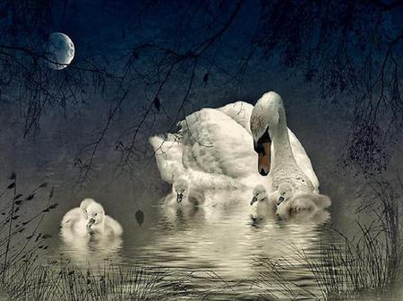 Protecting Her Young - white, reeds, swan, moon, trees, signets, blue