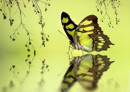 Resting - branches, lemon, butterfly, reflection, pretty, tree