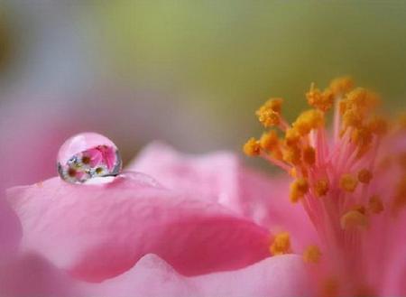 Reflection - droplet, pretty, yellow, reflection, pink, water, stamans, daisies