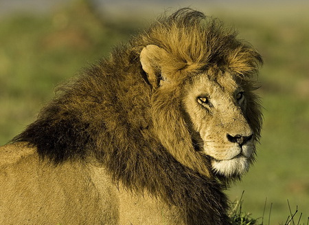 Older and Wiser - mane, king, beautiful, boss, old, lion