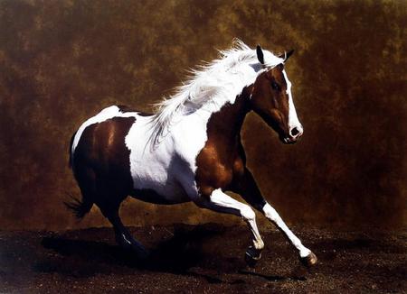 Enjoying Life - white, brown, horse, skewbald, stunning