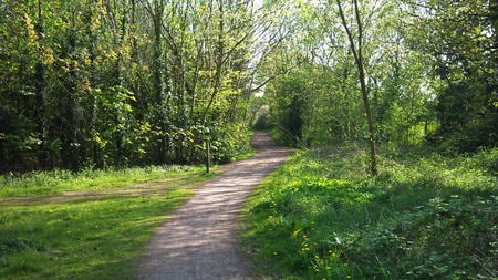 A Peaceful Walk - green path, forest, trees, walk, peaceful