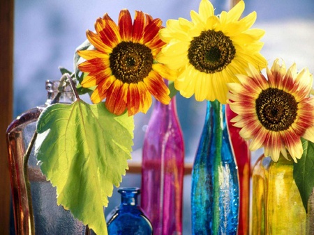 Colorful Sunflowers - colorful, sunflowers, bottles, glass