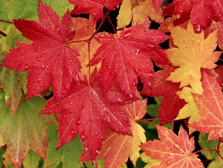 Maple Leaves - yellow, red, orange, maple, leaves