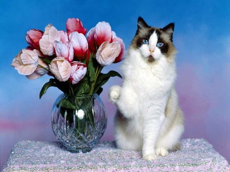 Special Delivery - flowers, special, ragdoll, delivery, cat