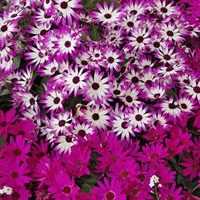 Hybrid Daisies