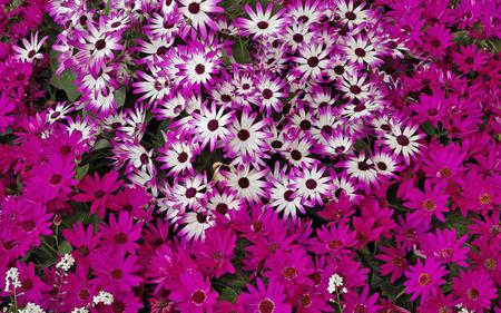 Hybrid Daisies - hybrid, purple, daisy, flowers, daisies