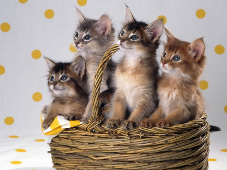 Four kittens in basket - basket, animal, kitten, feline, cute, four, cat