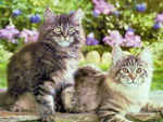 Cats in garden