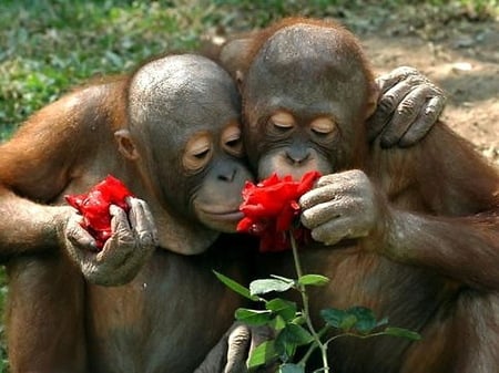 Stop and smell the flowers - flowers, orangs, brown, cute, babies, smell