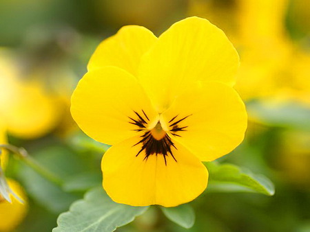 Pretty yellow face - pansy, bright, face, yellow, green, flower