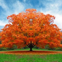 Beautiful Orange Tree