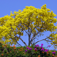 Beautiful Yellow Tree