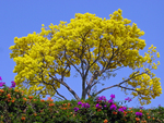 Beautiful Yellow Tree