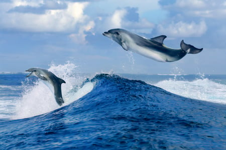 Playful Dolphins - playful dolphins, beauty, sky, blue sky, free, pretty, clouds, dolphins, cute, freedom, ocean, adorable, deep, blue sea, lovely, waves, nature, playful, play, blue, beautiful, sweet, sea, dolphin