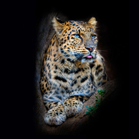 Leopard-HDR