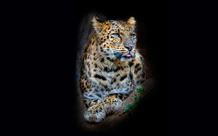 Leopard-HDR - pretty, wood, beautiful, photography, beauty, lovely, photo, cool, animal, black background, hdr, nice