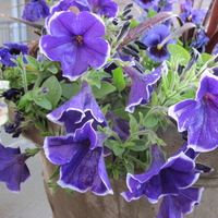 purple petunias  in my garden 40