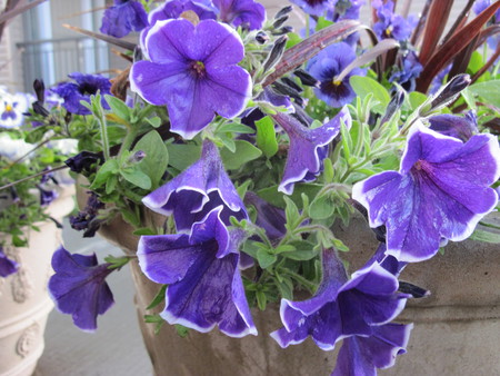 purple petunias  in my garden 40 - pot, flowers, nature, purple, green, photography, brown, petunias