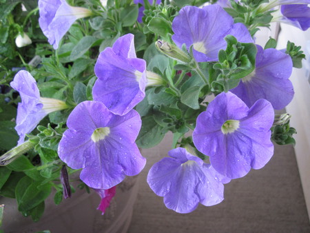 Petunias Flowers 41 in my garden  - pot, flowers, nature, purple, green, photography, brown, petunias