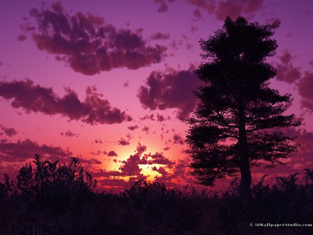 Pink Sunset - purple, pink, beautiful, sun, shadow, sky, trees, sunset, nature, sunrise