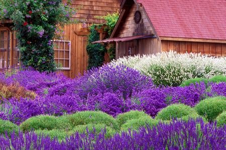 Lavender Cottage - cottage, wheat, violet, nature, purple, window, green, plant, house, flowers, lavender, flower