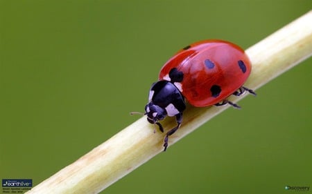 ladybird - nature, spots, ladybird, red