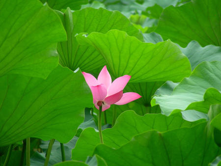 Lotus - frunza, lotus nufar, flower, pink, verde, green, leaf, floare, roz