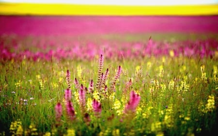 SPRING IN LAYERS - flowers, yellow, garden, spring, field, pink