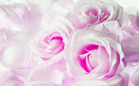 ROSY ROSES - bloom, roses, blossoms, tenderness, petals