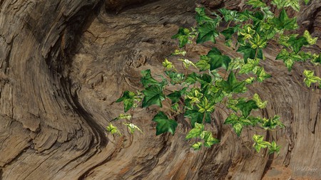 Ivy Growing in Forest - ivy, vine, summer, spring, forest, firefox persona, tree