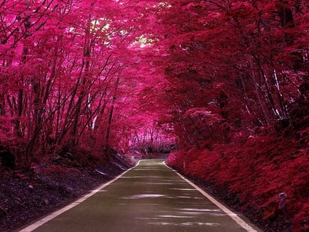 RED SHADES - trees, shades, red, road, forest, pink