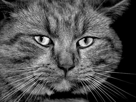 Gray-cats-face - grey, animal, eyes, face, cat