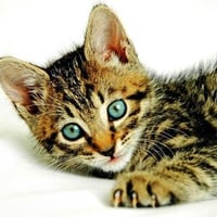 Kitten-with-green-eyes