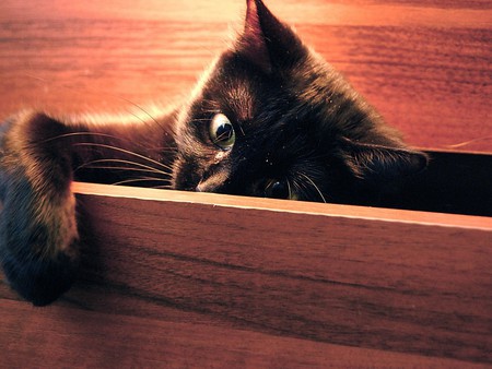 Peek-a-Boo - animal, table, peek, cat