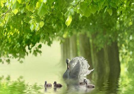 Perfect Summers Day - swan, lake, trees, signets, beautiful, leaves, sunny