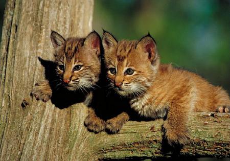 On the Lookout - pretty, two, cute, cats, cubs, pair, tree, wild