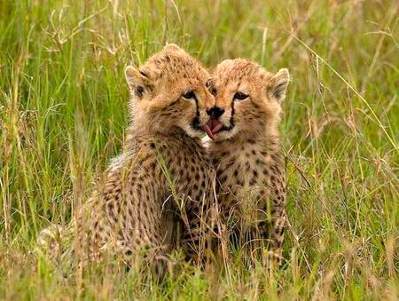 Brotherley Love - affectionate, cheetahs, cute, cats, cubs, grass, wild