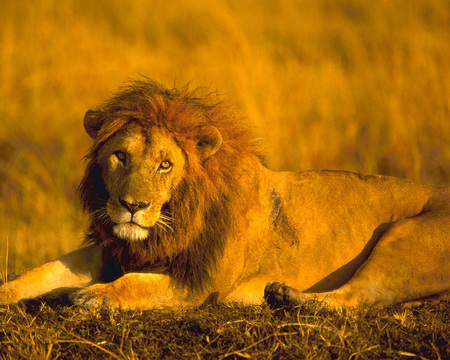 Alone lion - wildlife, lion, wild, jungle, animal, big cat