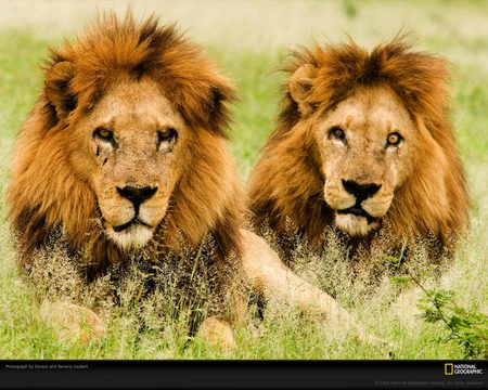 Male lions - male, animal, jungle, lion, wild, big cat, wildlife