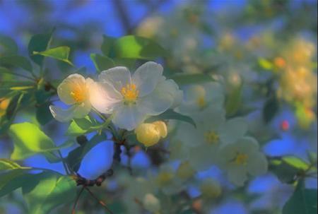 Summer Beauty - pretty, sunlight, yellow, blue, blossom, leaves, tree, white, sky