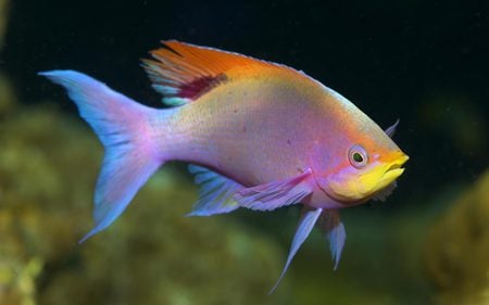 Rainbow fish - nature, rainbow, water, animal, fish