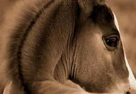 Watching You - mane, foal, cute, sepia, eye, young