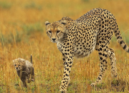 Come On Mum Keep Up - cheetahs, cub, wild, spots, elegant, grassland, cute, mum