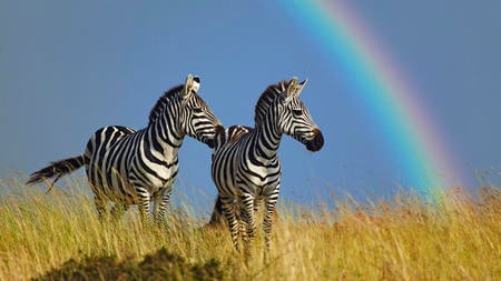 Zebras - zebre, animal, rainbow, africa